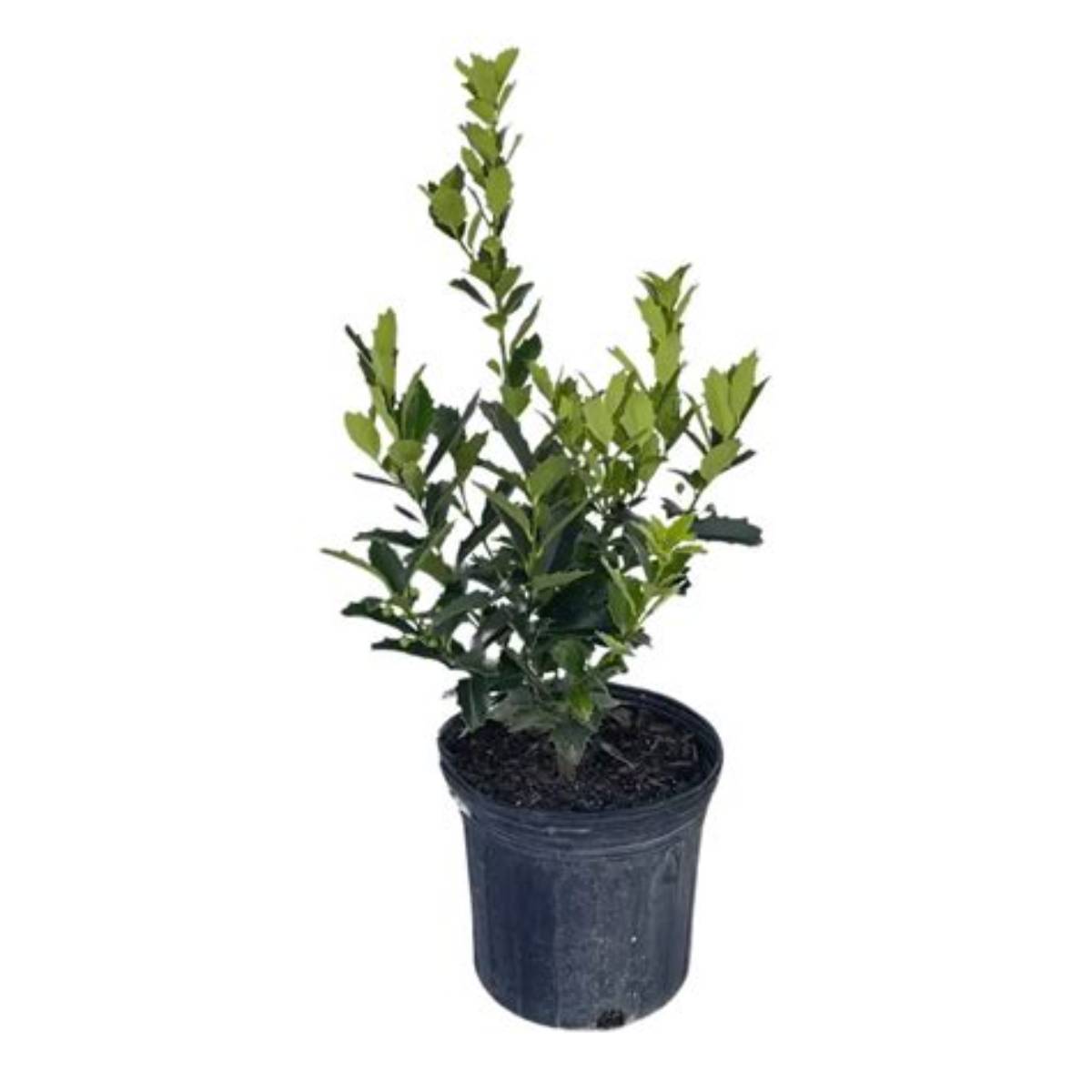 Oakland® Red Holly Tree Form