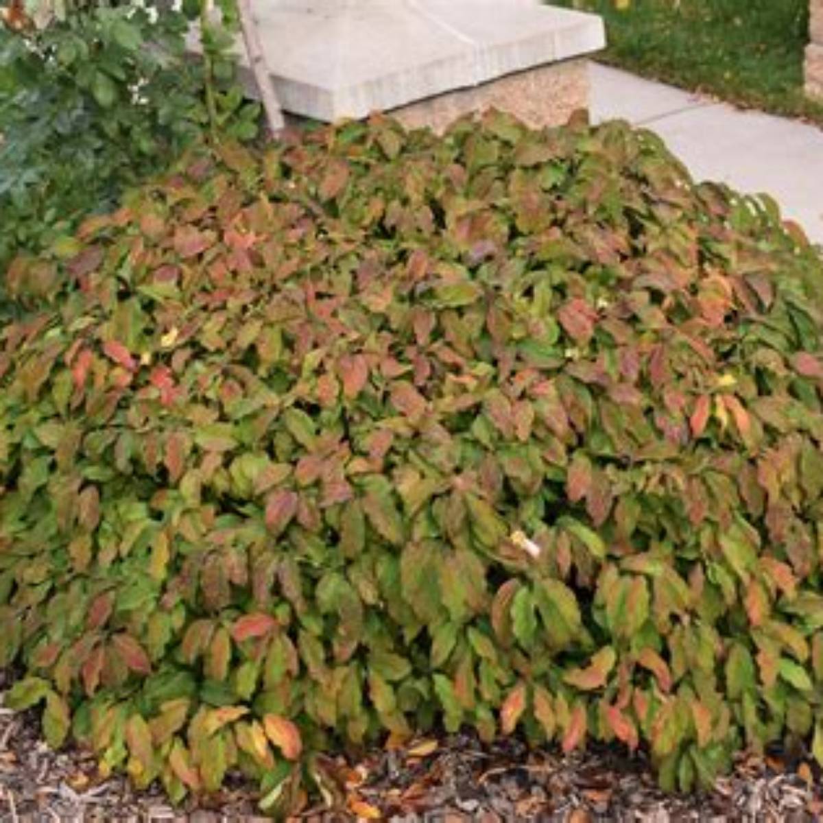 Dwarf Kelsey Dogwood