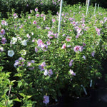 Minerva Althea