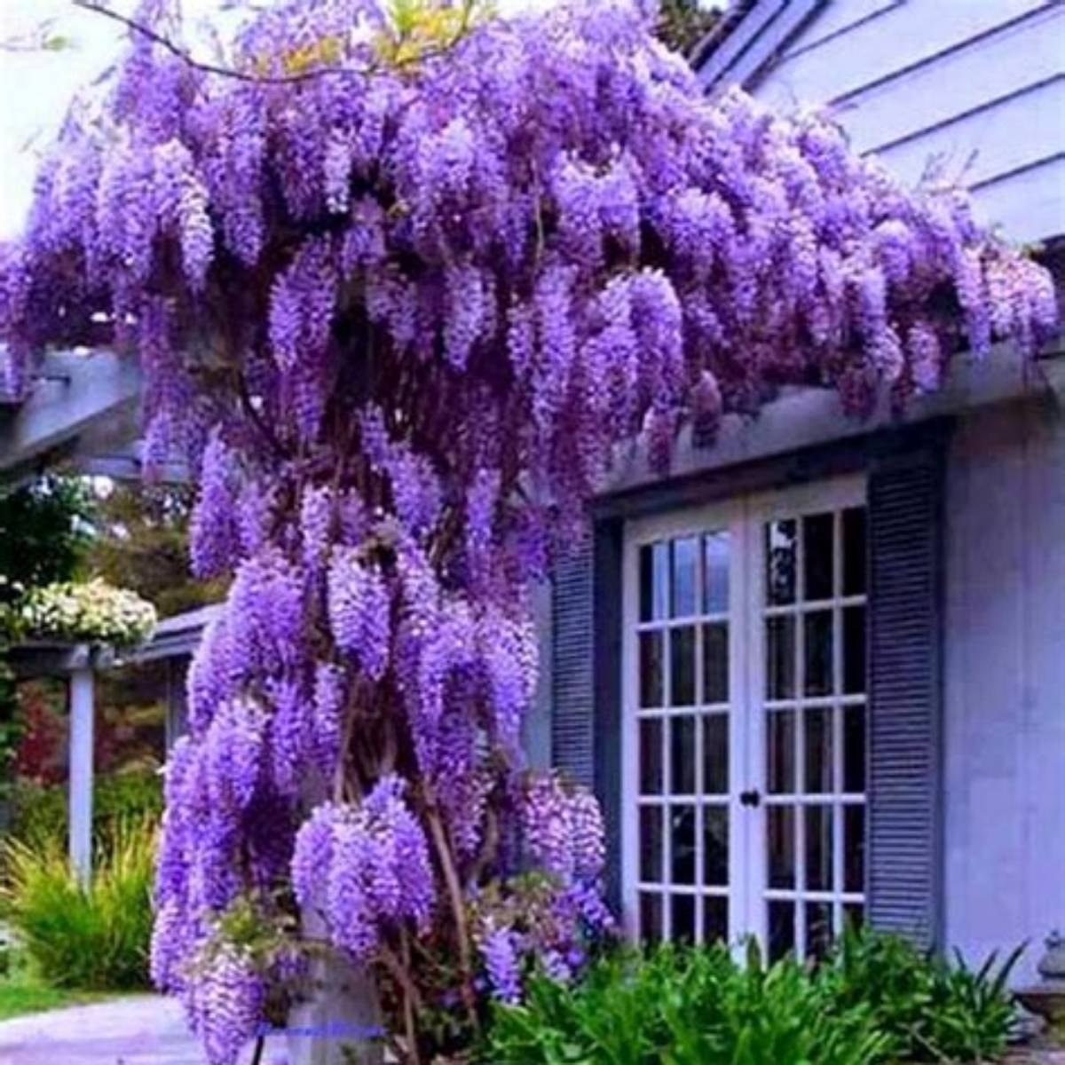 Lavender Falls Wisteria Tree