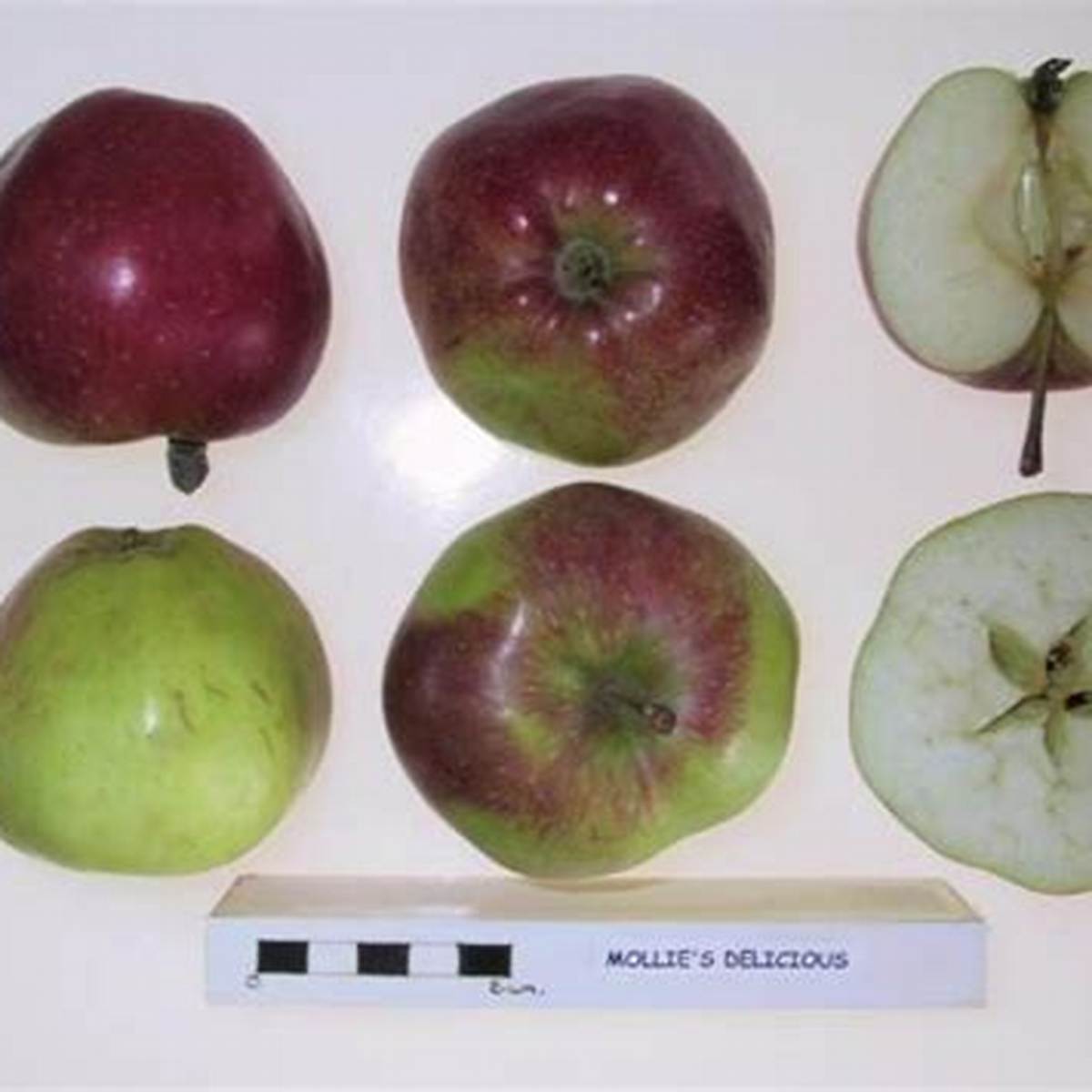 Mollie's Delicious Apple Tree