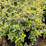 Twist of Lime™ Abelia
