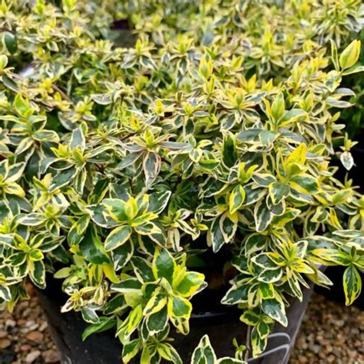 Twist of Lime™ Abelia