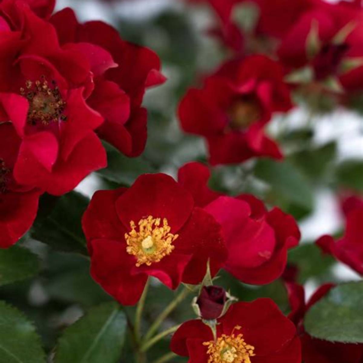 Scarlet Drift® Tree Rose