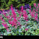 Paris Coral Bells