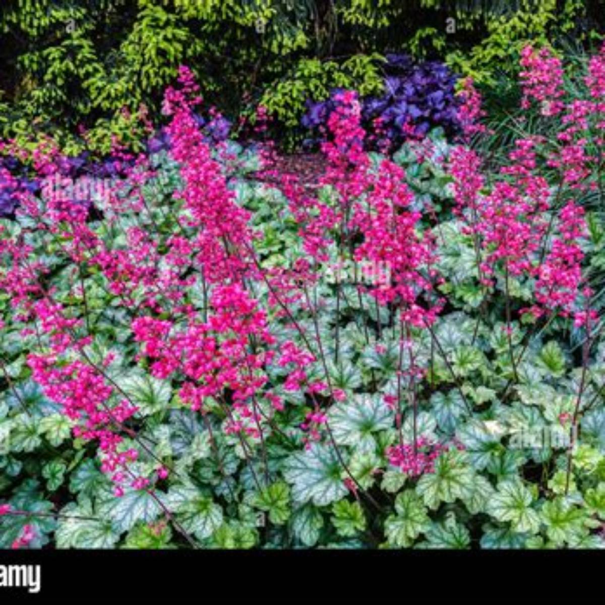 Paris Coral Bells