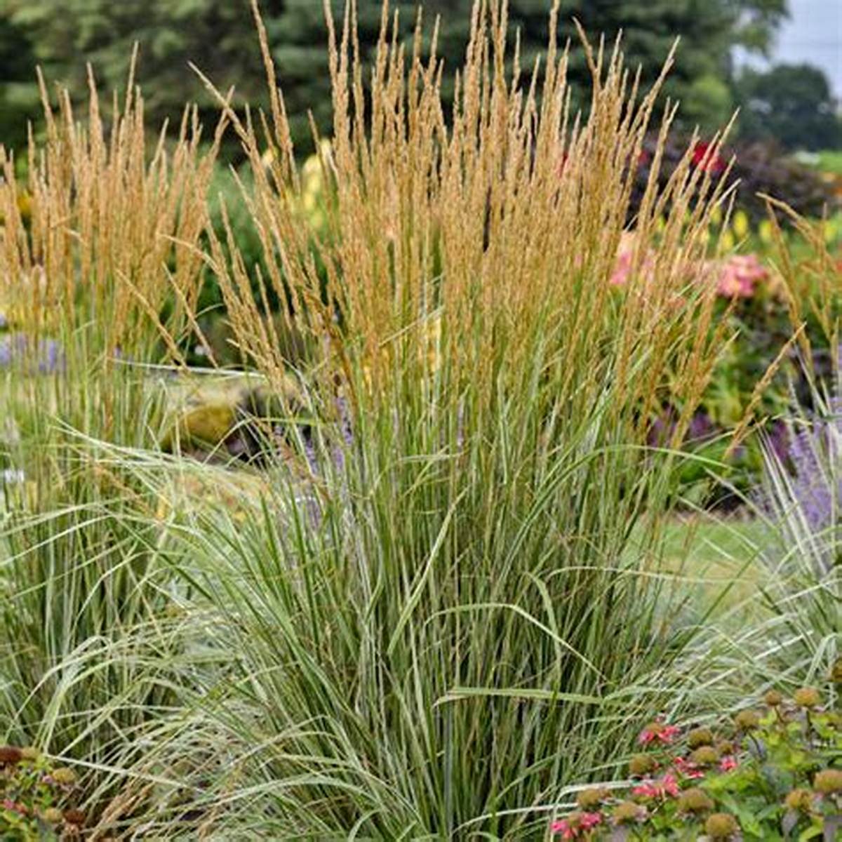 Hello Spring!™ Feather Reed Grass