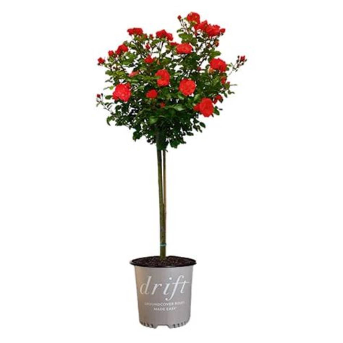 Red Drift® Tree Rose