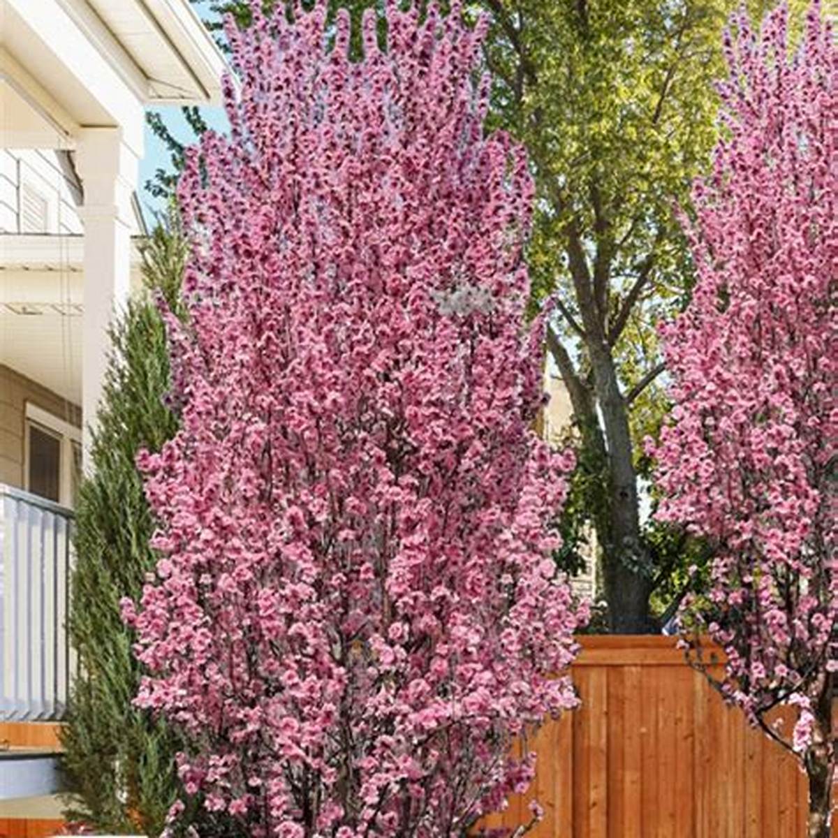 Corinthian White Flowering Peach Tree