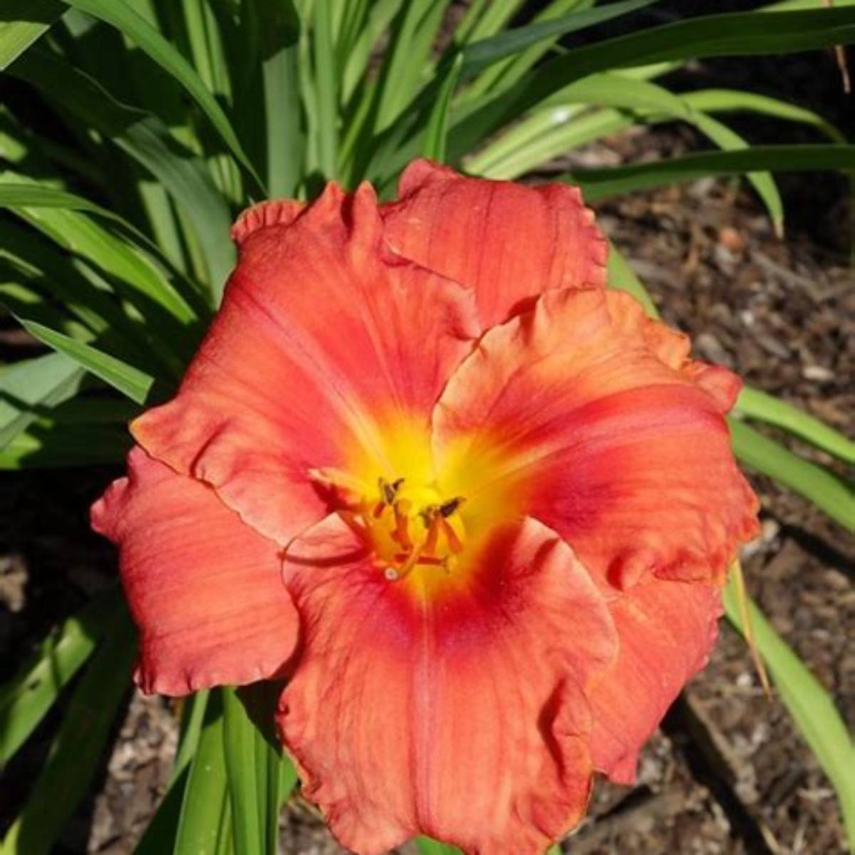 Hawaiian Party Dress Daylily
