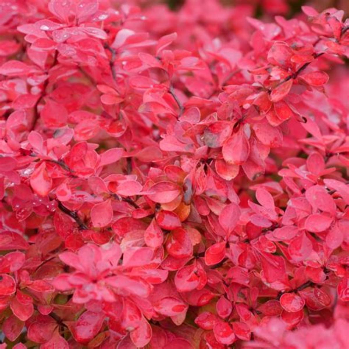 Sunjoy Fast Neo™ Barberry
