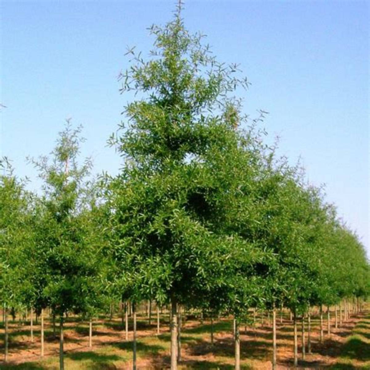 Wynstar® Willow Oak Tree