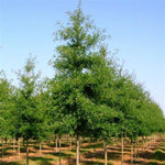 Wynstar® Willow Oak Tree
