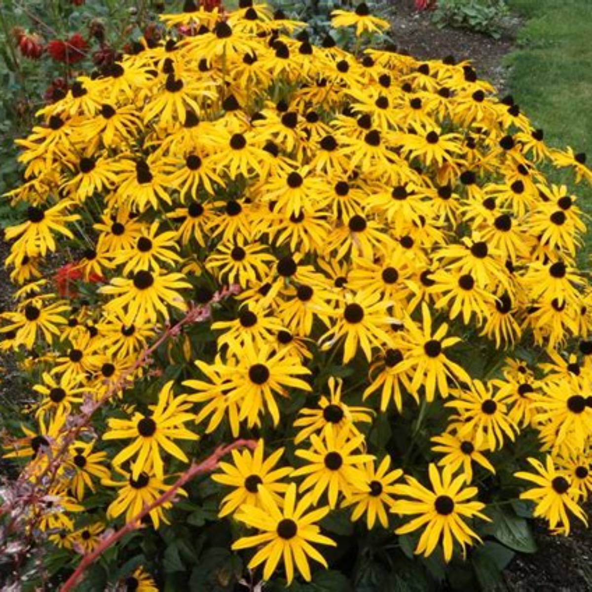 Glitters Like Gold Black-Eyed Susan