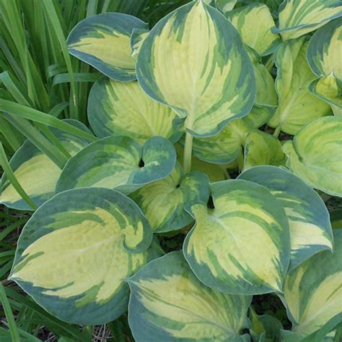 Beach Boy Hosta