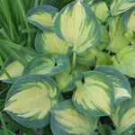 Beach Boy Hosta