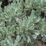 Tall Western Sage