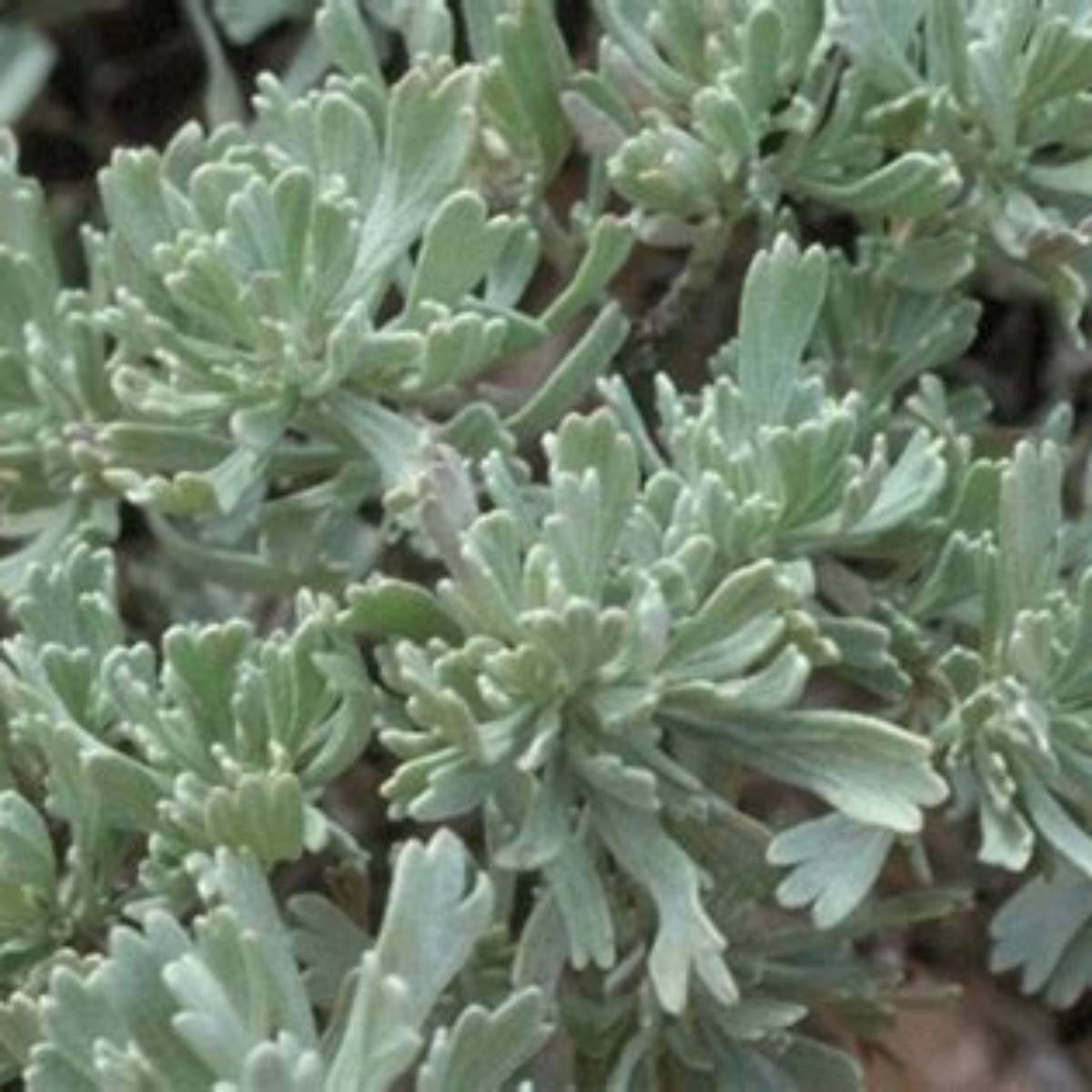 Tall Western Sage