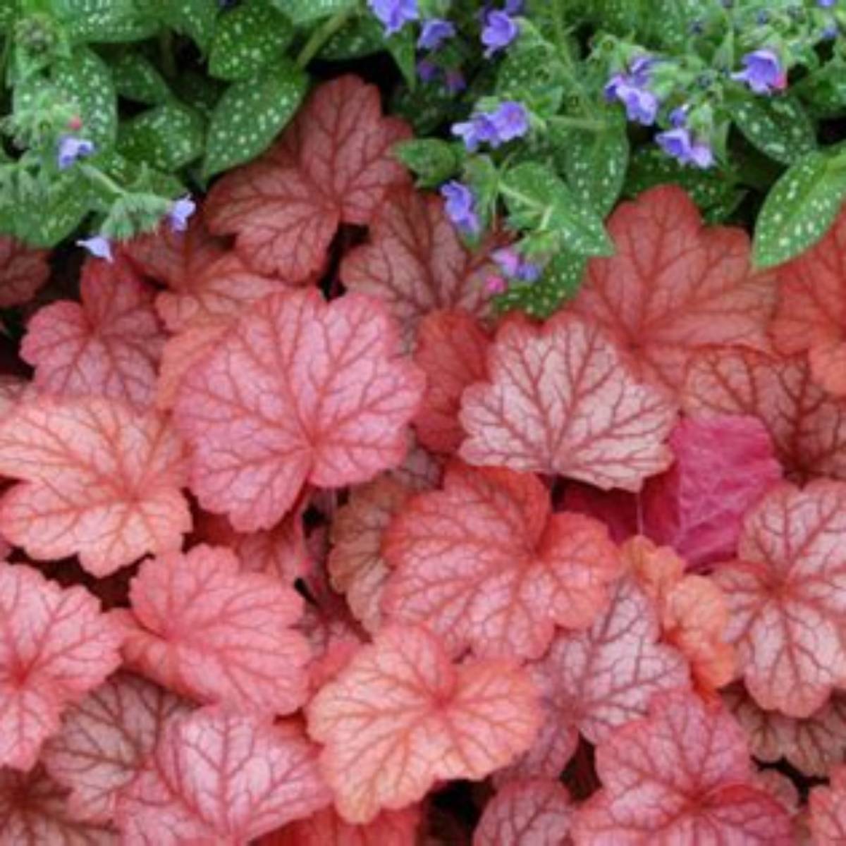 Georgia Peach Coral Bells