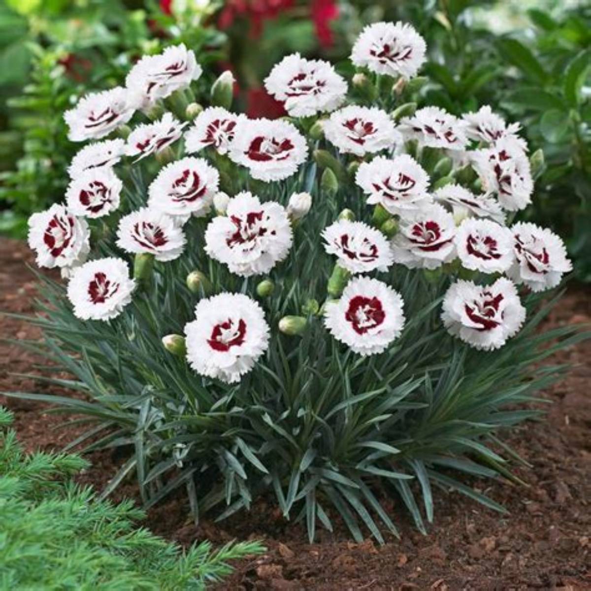 Scent First® Coconut Surprise Dianthus