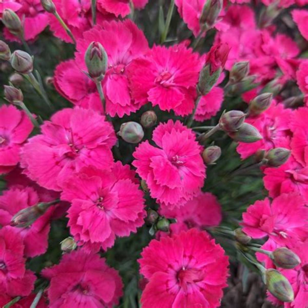 Glamour Time™ Dianthus