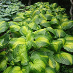 Cathedral Windows Hosta