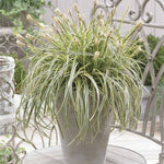 Feather Falls Carex