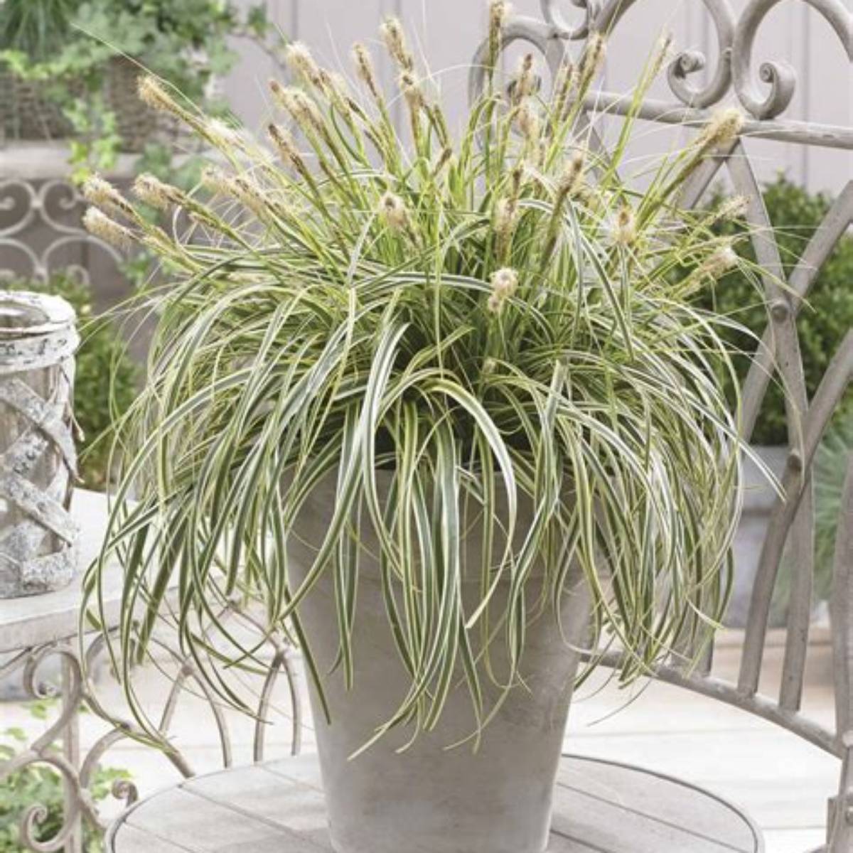 Feather Falls Carex