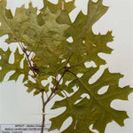 Shumard Oak - Texas Strain Tree