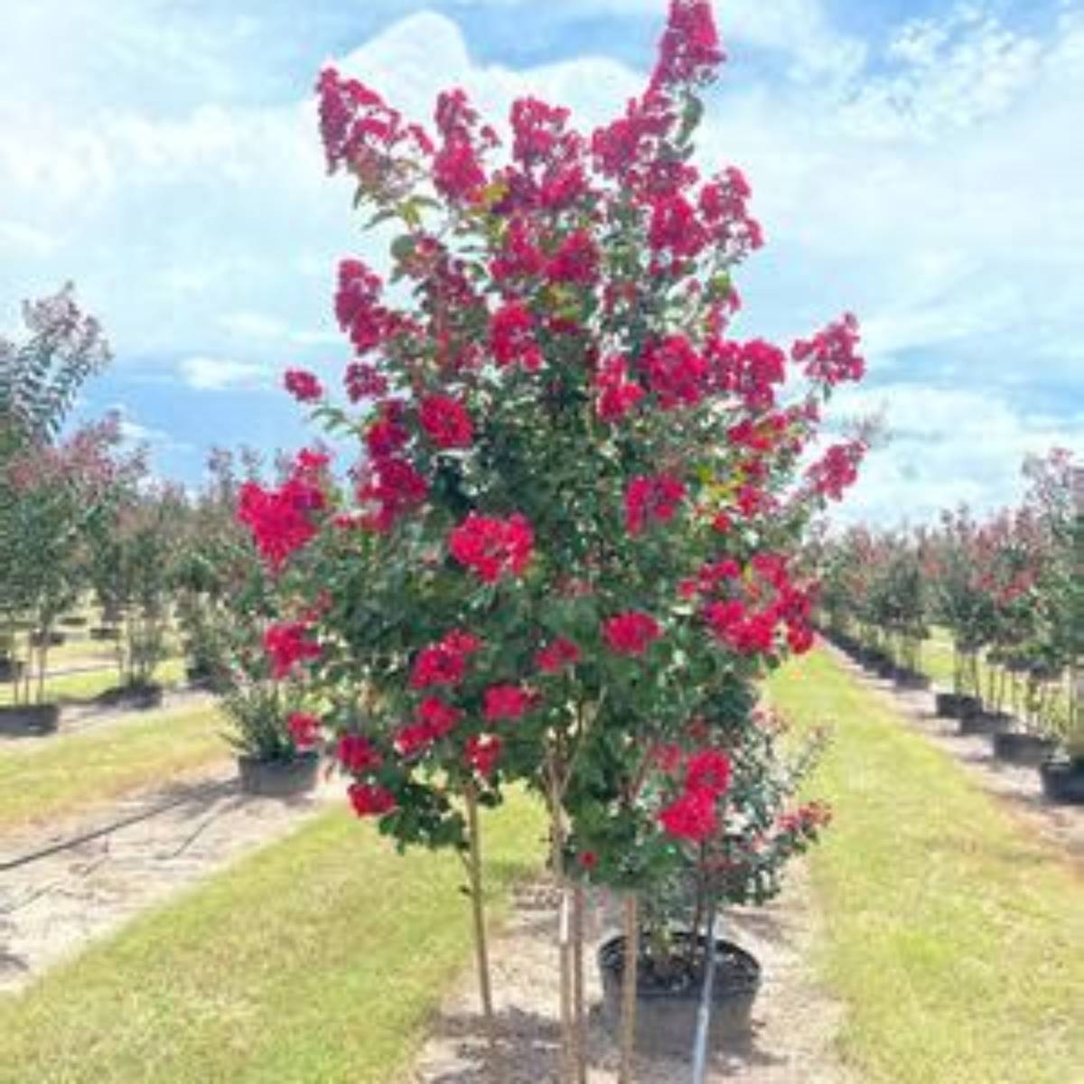 Colorama™ Scarlet Crapemyrtle