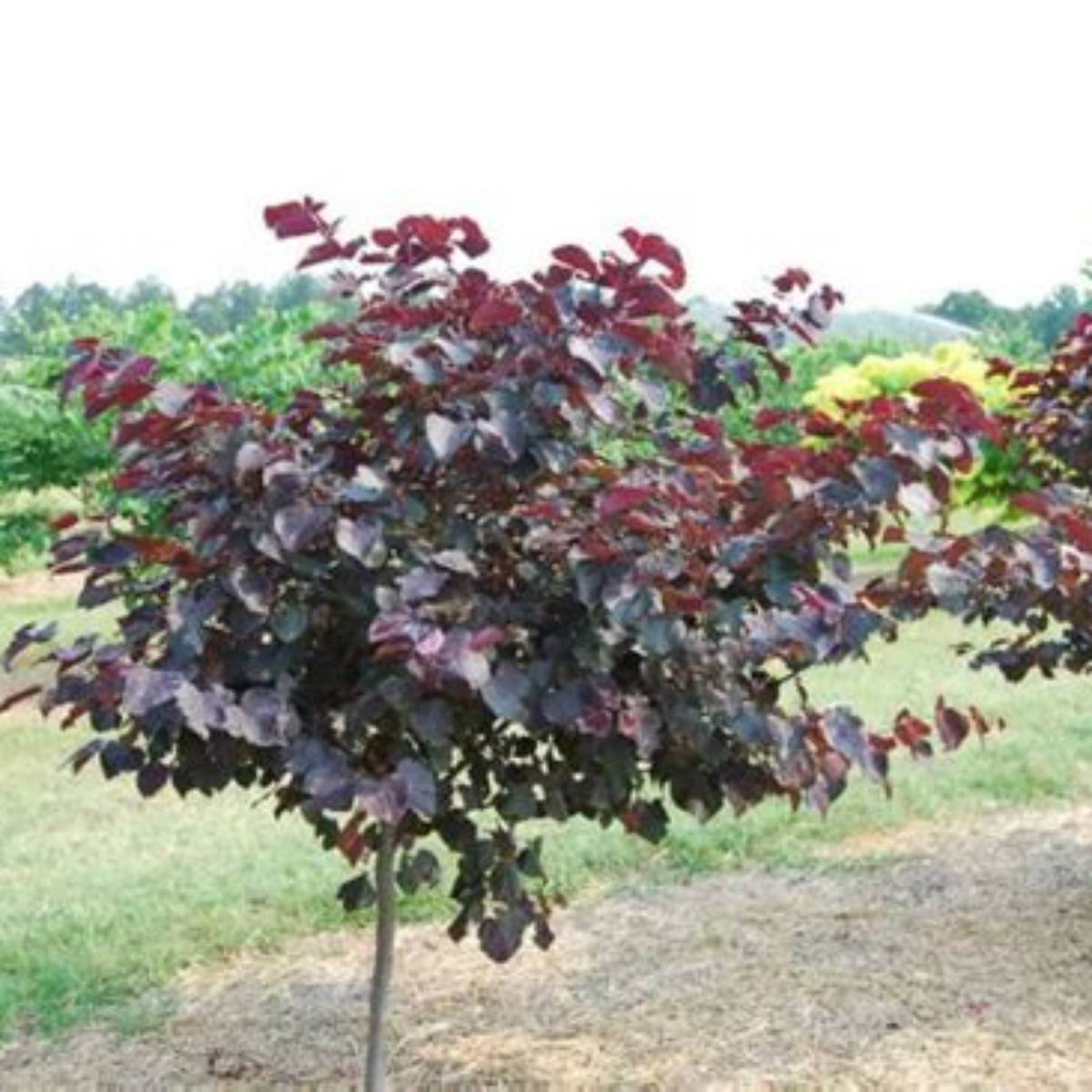 Burgundy Hearts® Redbud Tree