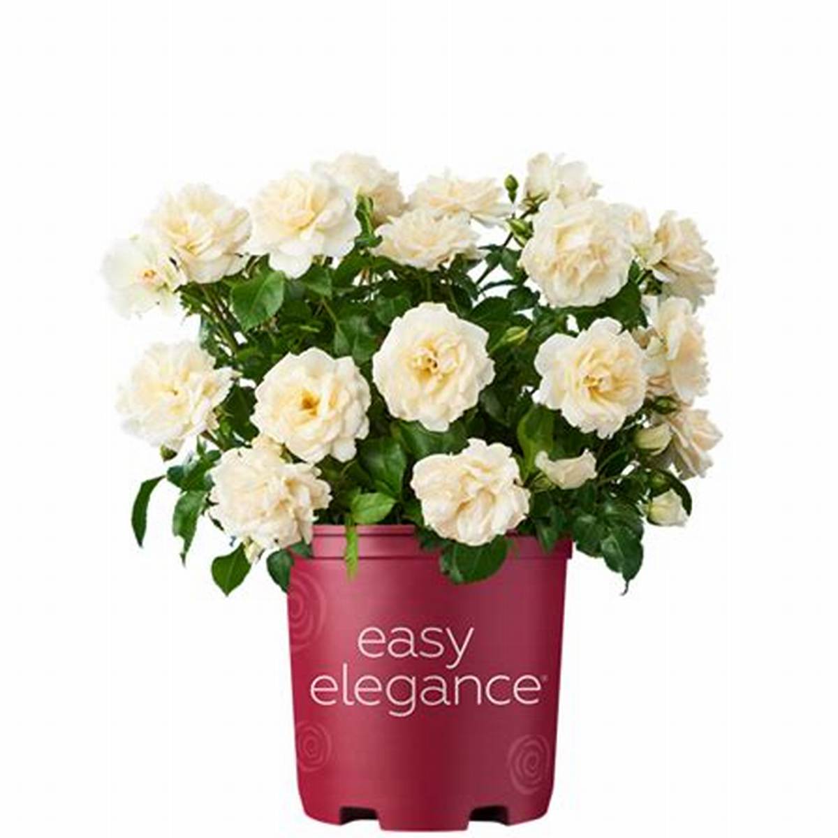 Easy Elegance® Champagne Wishes Rose