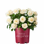 Easy Elegance® Champagne Wishes Rose