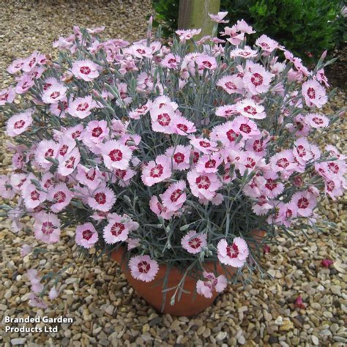 Scent from Heaven™ Angel of Peace Dianthus