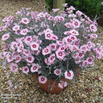 Scent from Heaven™ Angel of Peace Dianthus