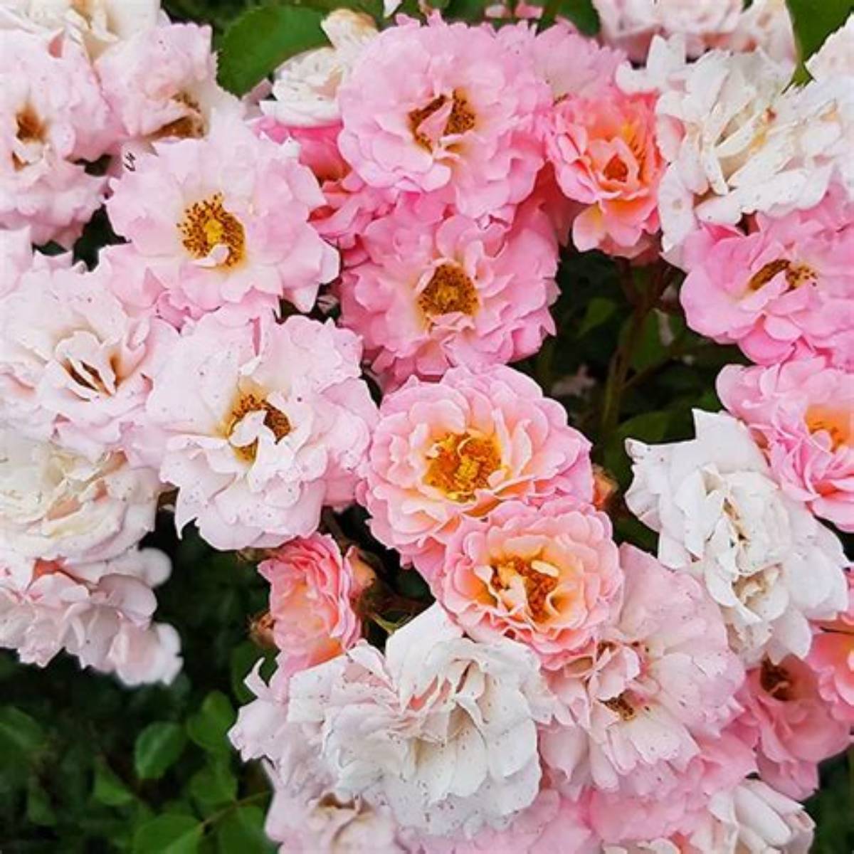 Blushing Drift® Rose