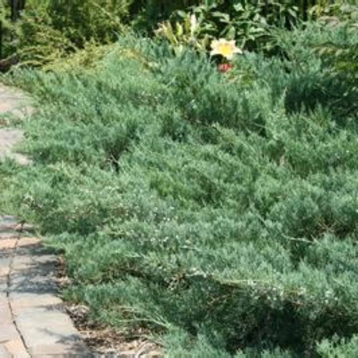 Grey Guardian™ Juniper
