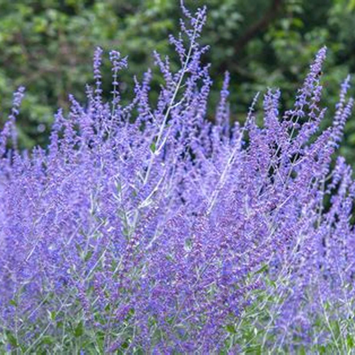 Russian Sage