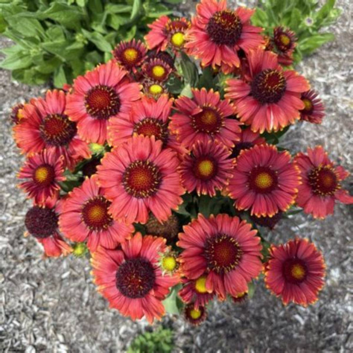 Low Rider™ Blanket Flower
