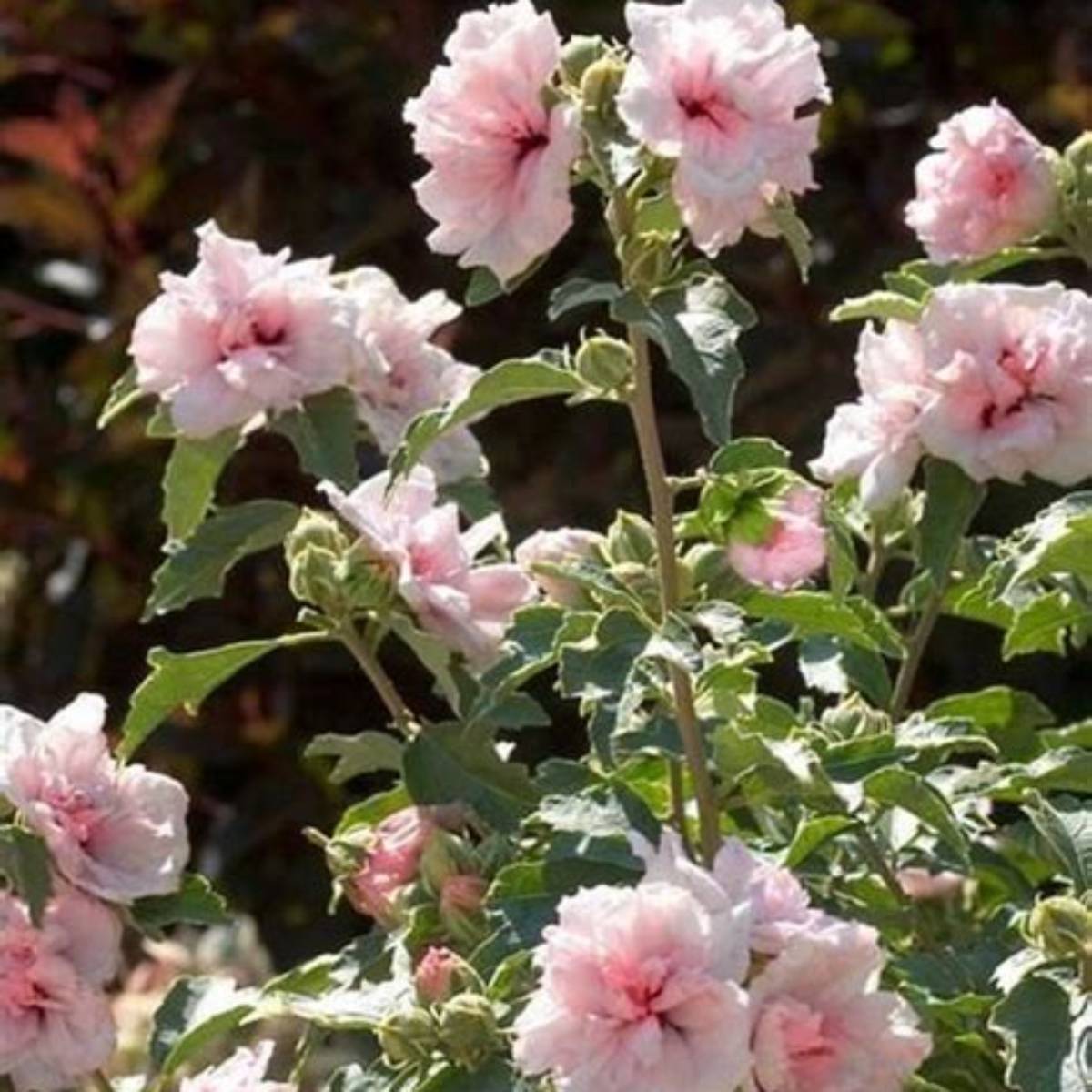 Strawberry Smoothie™ Althea Tree