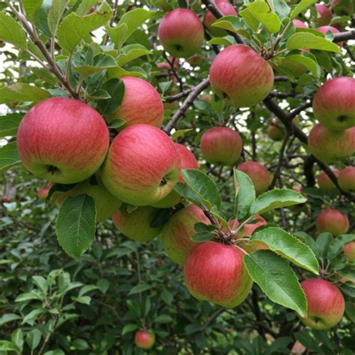 Anna Apple Tree