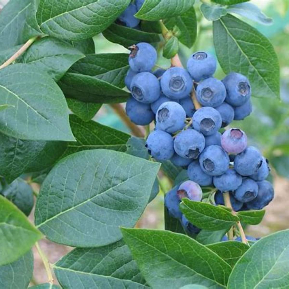 Bluecrop Blueberry
