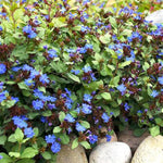 Blue Hardy Plumbago (Leadwort)