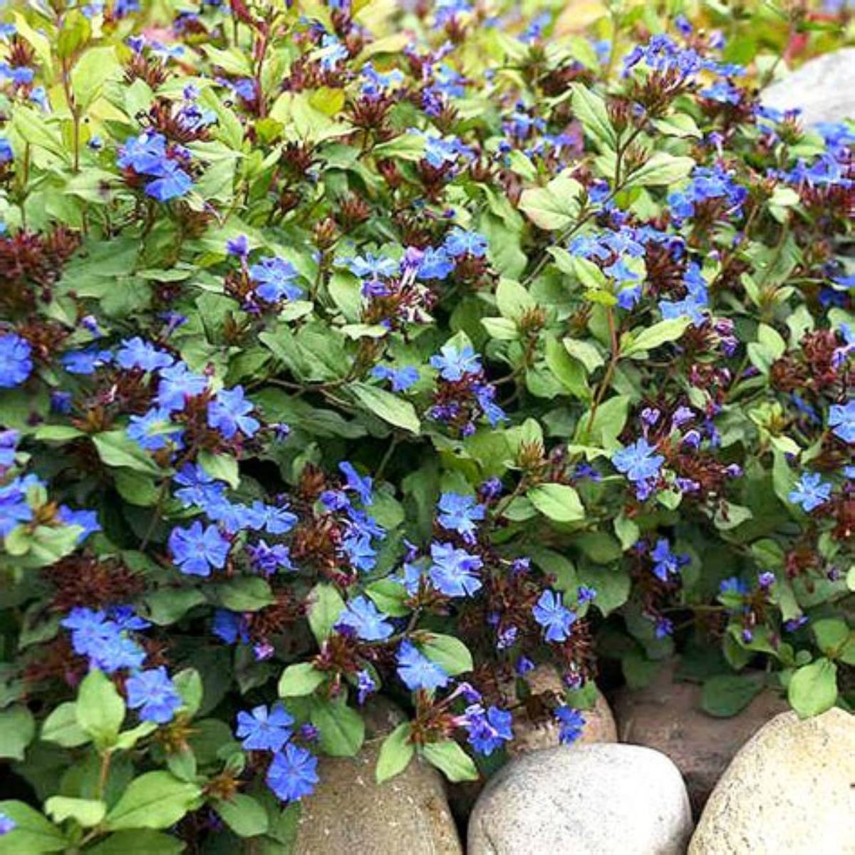 Blue Hardy Plumbago (Leadwort)