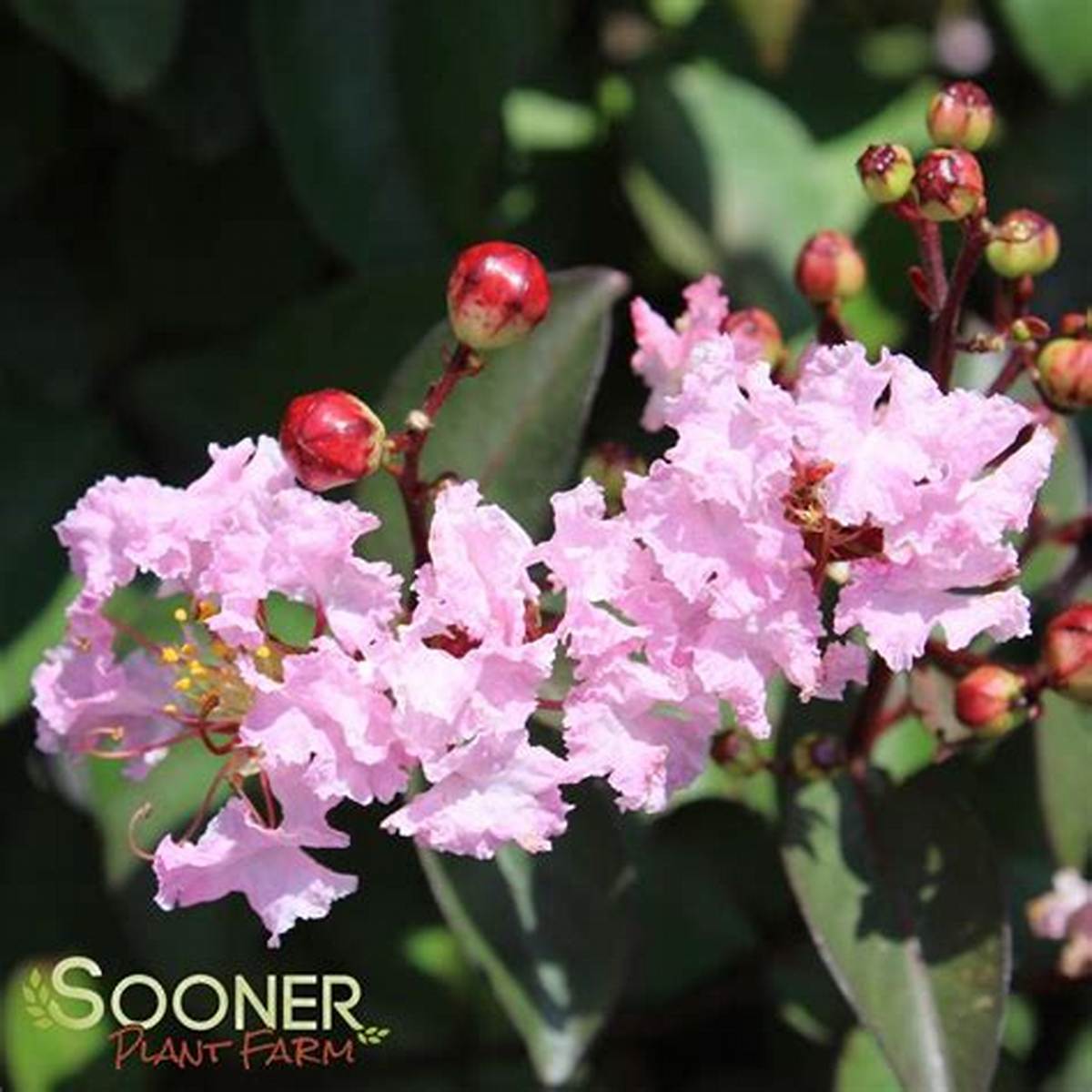 Rhapsody in Pink® Crapemyrtle