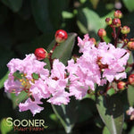 Rhapsody in Pink® Crapemyrtle