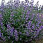 Six Hills Giant Catmint