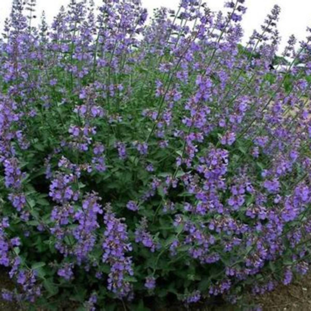 Six Hills Giant Catmint