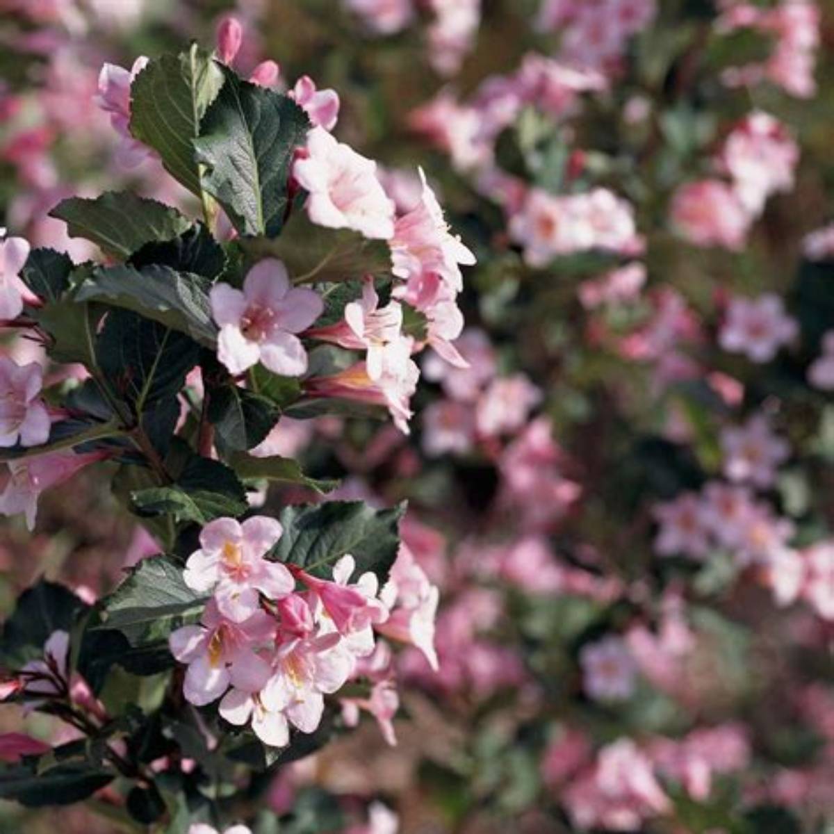 Polka Weigela