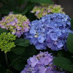 Let's Dance® Rhythmic Blue® Hydrangea